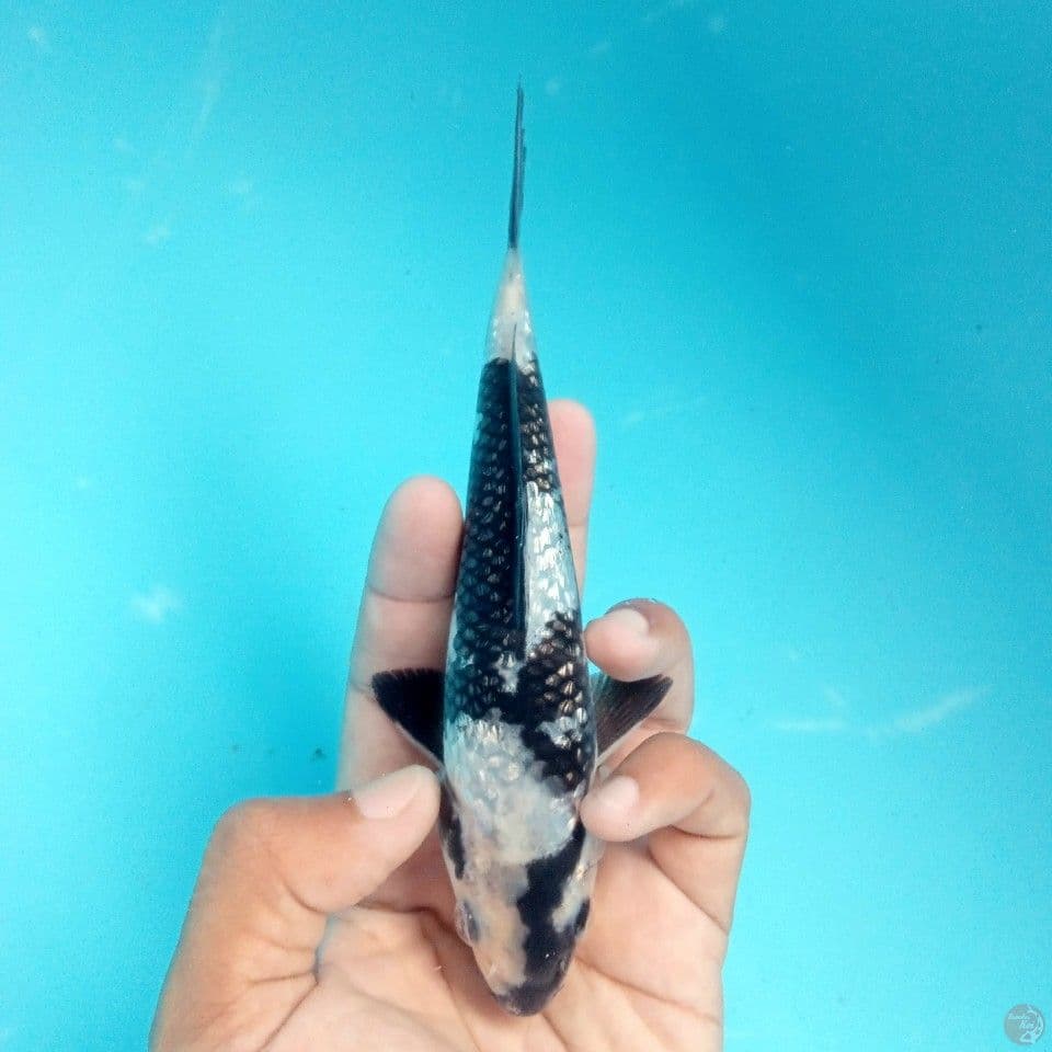 GINRIN HITAM PUTIH 16CM