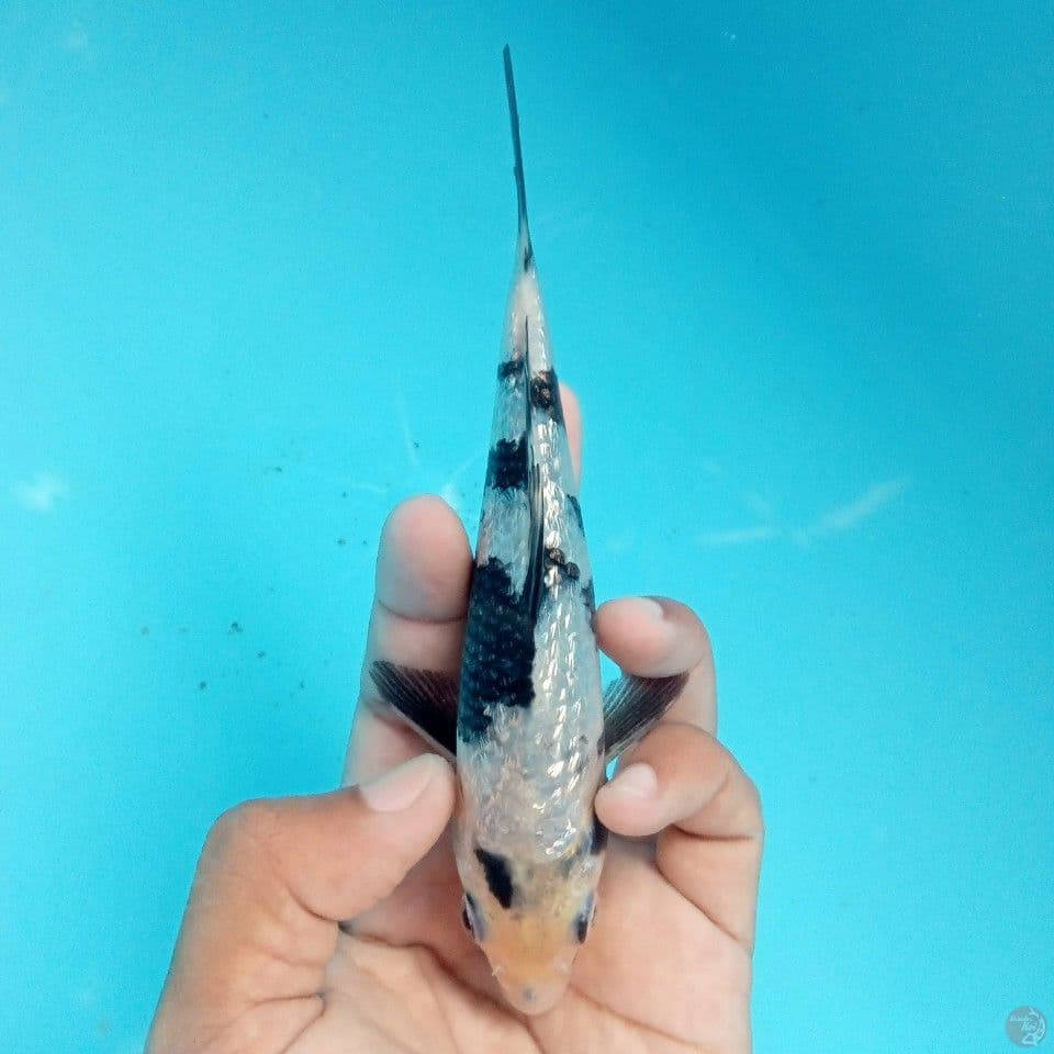 SHIRO GINRIN 16CM