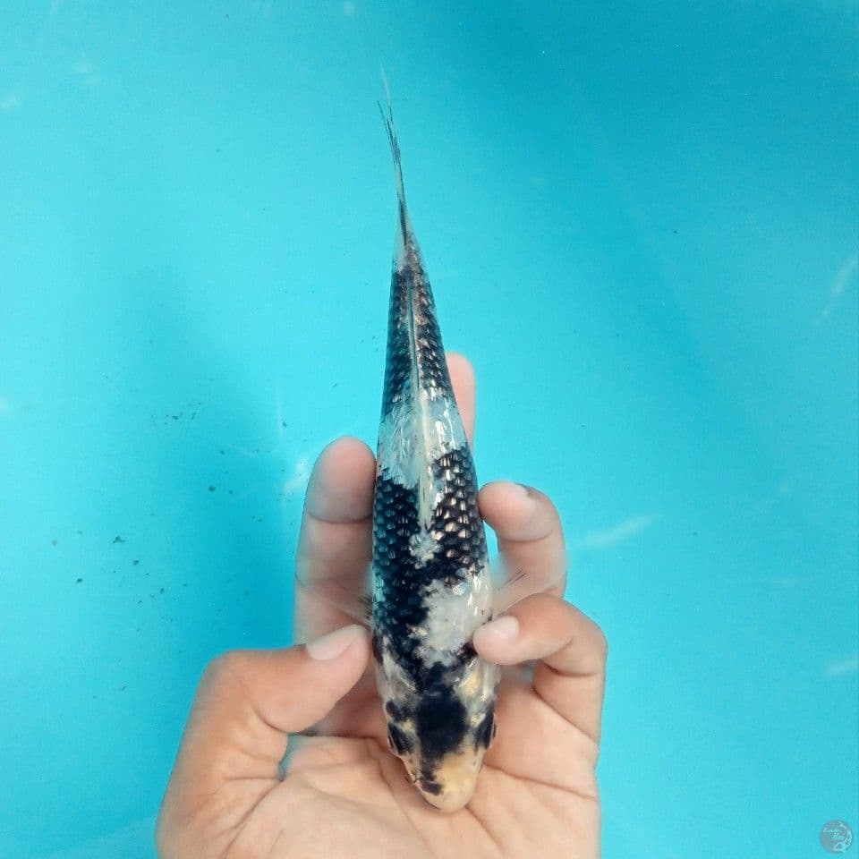 SHIRO GINRIN SUPER 16CM