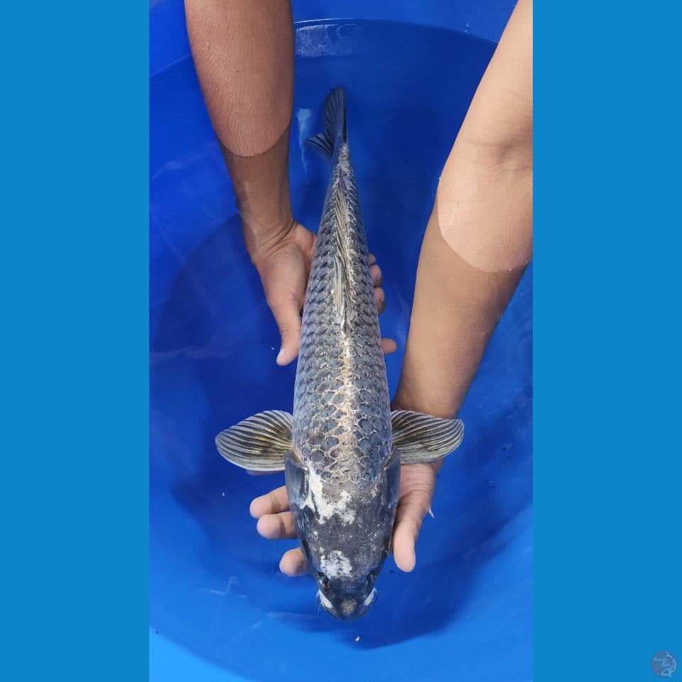 51cm Matsuba Jantan