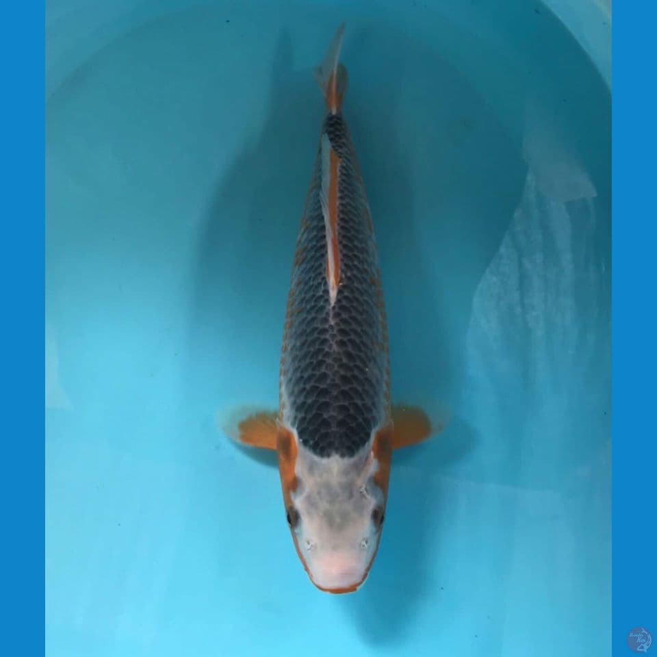 asagi 35cm