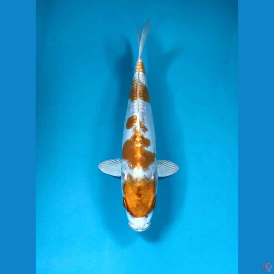 hariwake 27cm