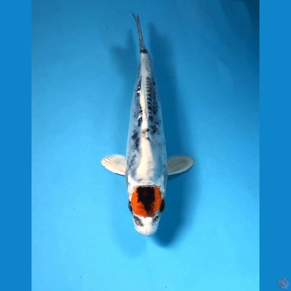 tancho kiko 21cm
