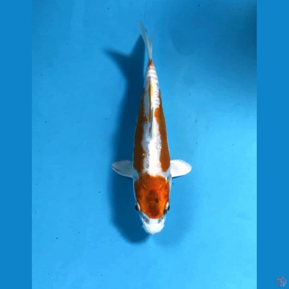 maruten kiko 18cm