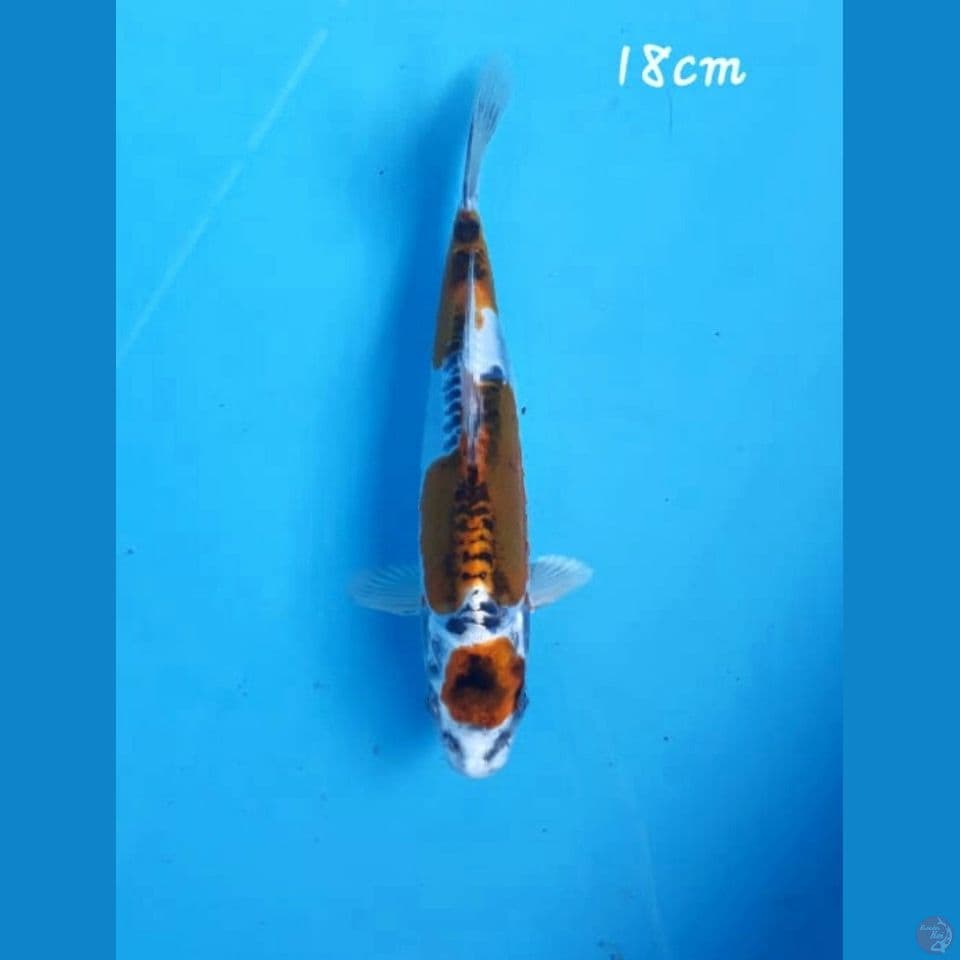 kikokuryu 18cm
