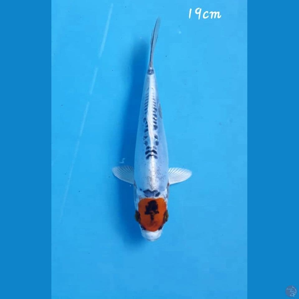 Tancho 19cm