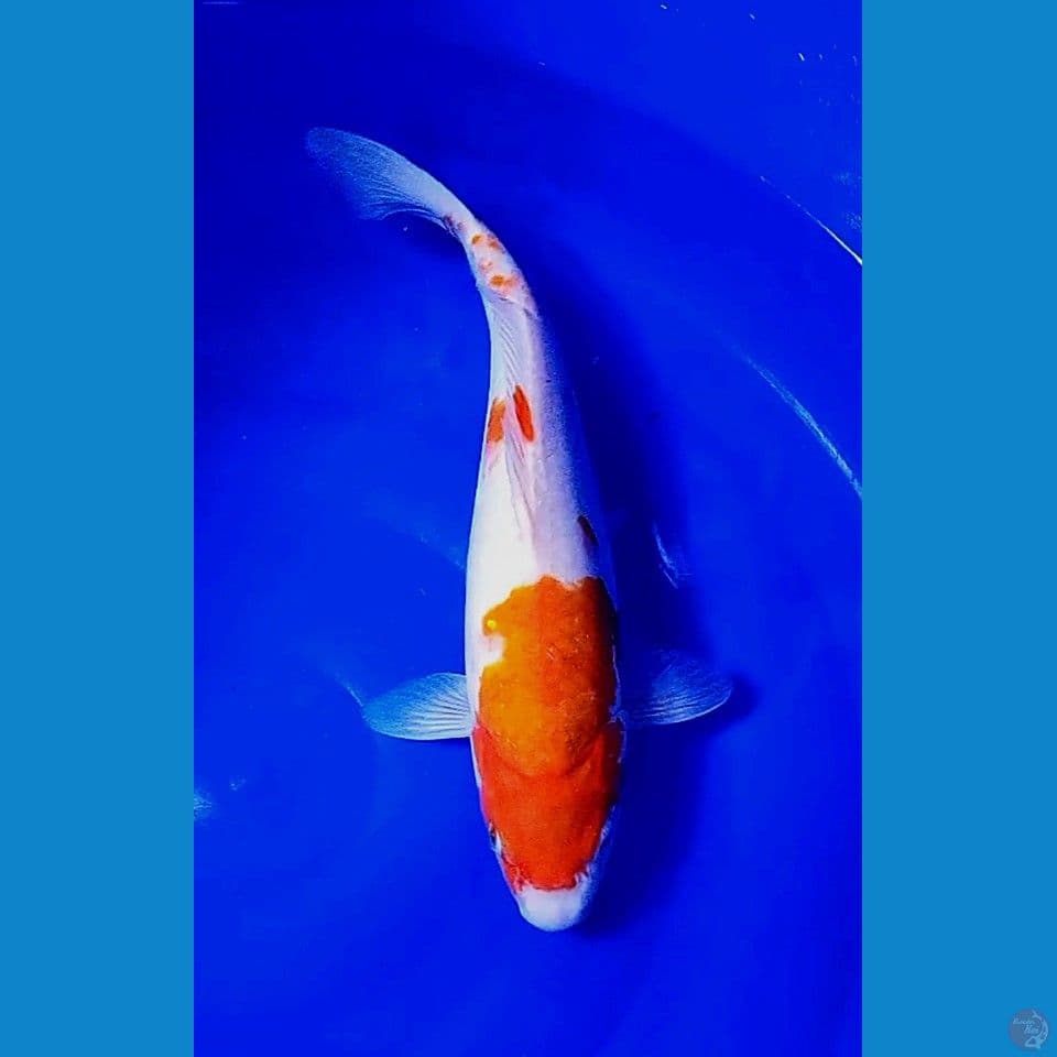 41 jumbo munuk male