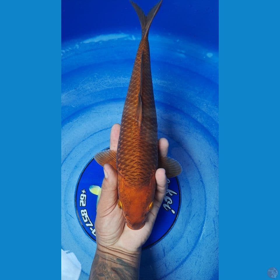 karamel