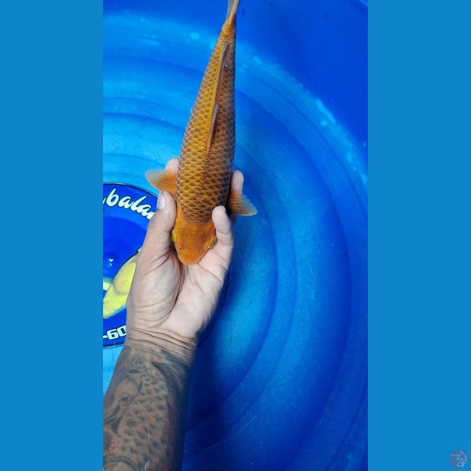 karamel