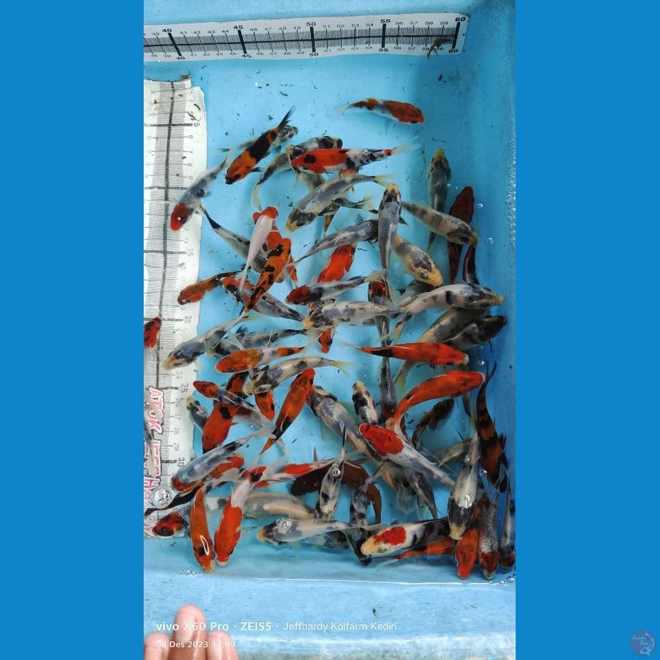 Burayak Mix 70ekor (5-8cm)