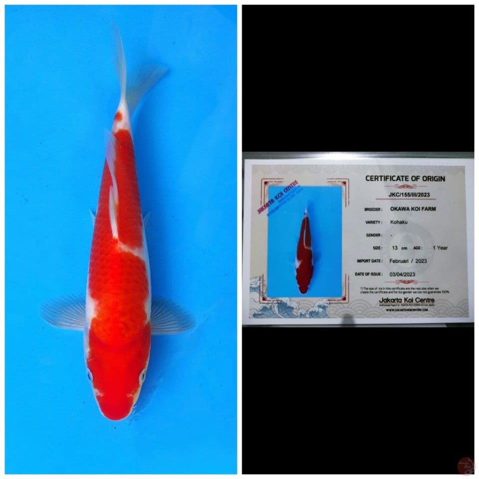 Okawa Kohaku