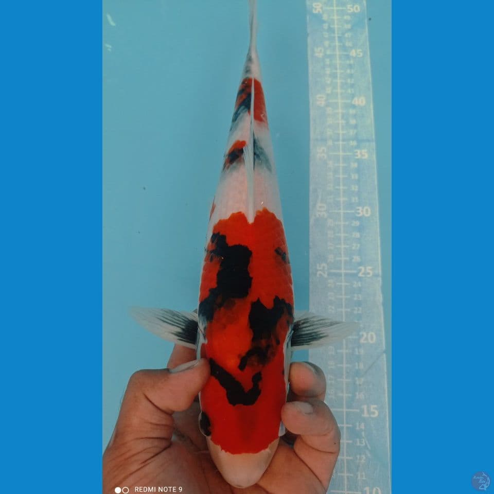 showa 35cm