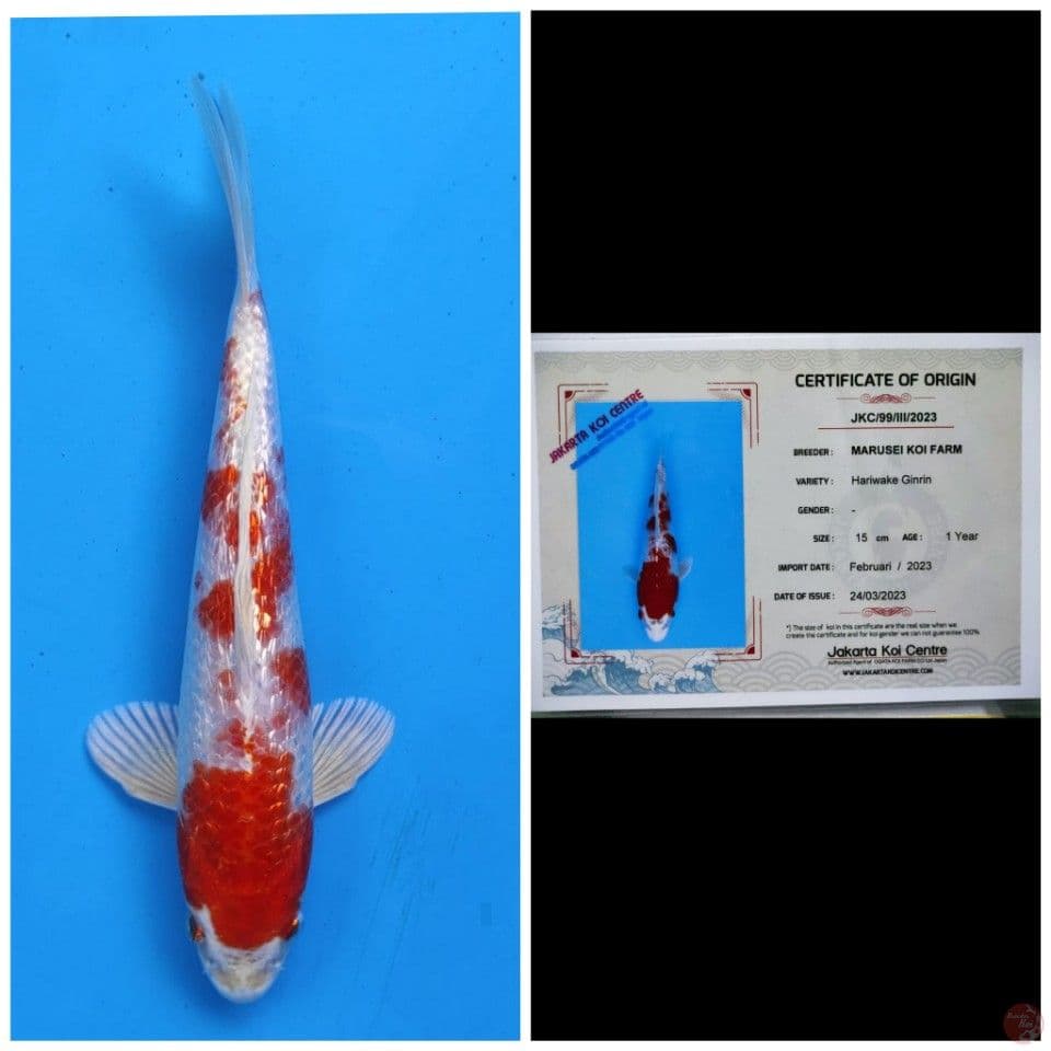 Marusei Hariwake Ginrin