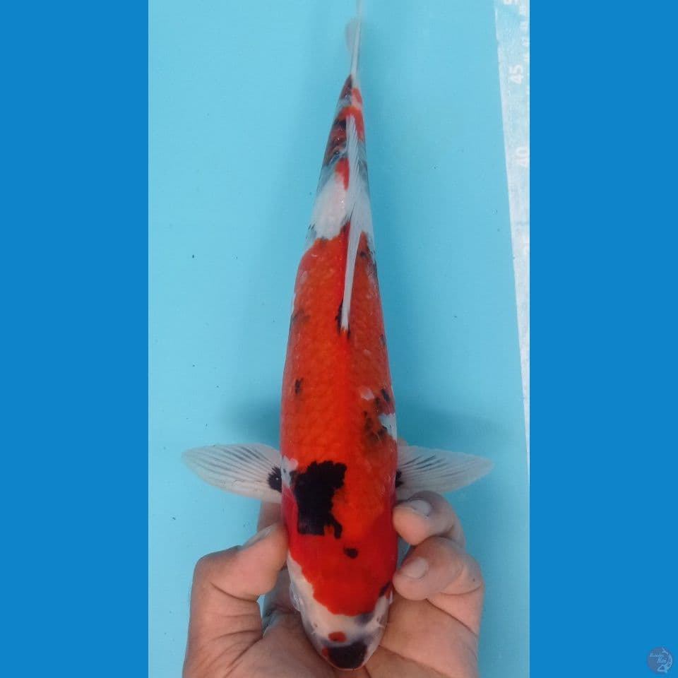 showa 34cm