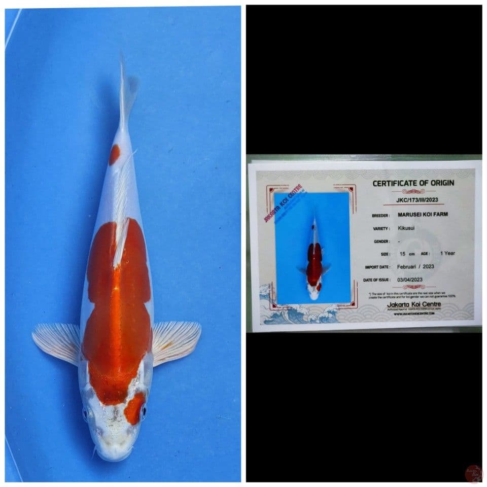 Marusei Kikushui