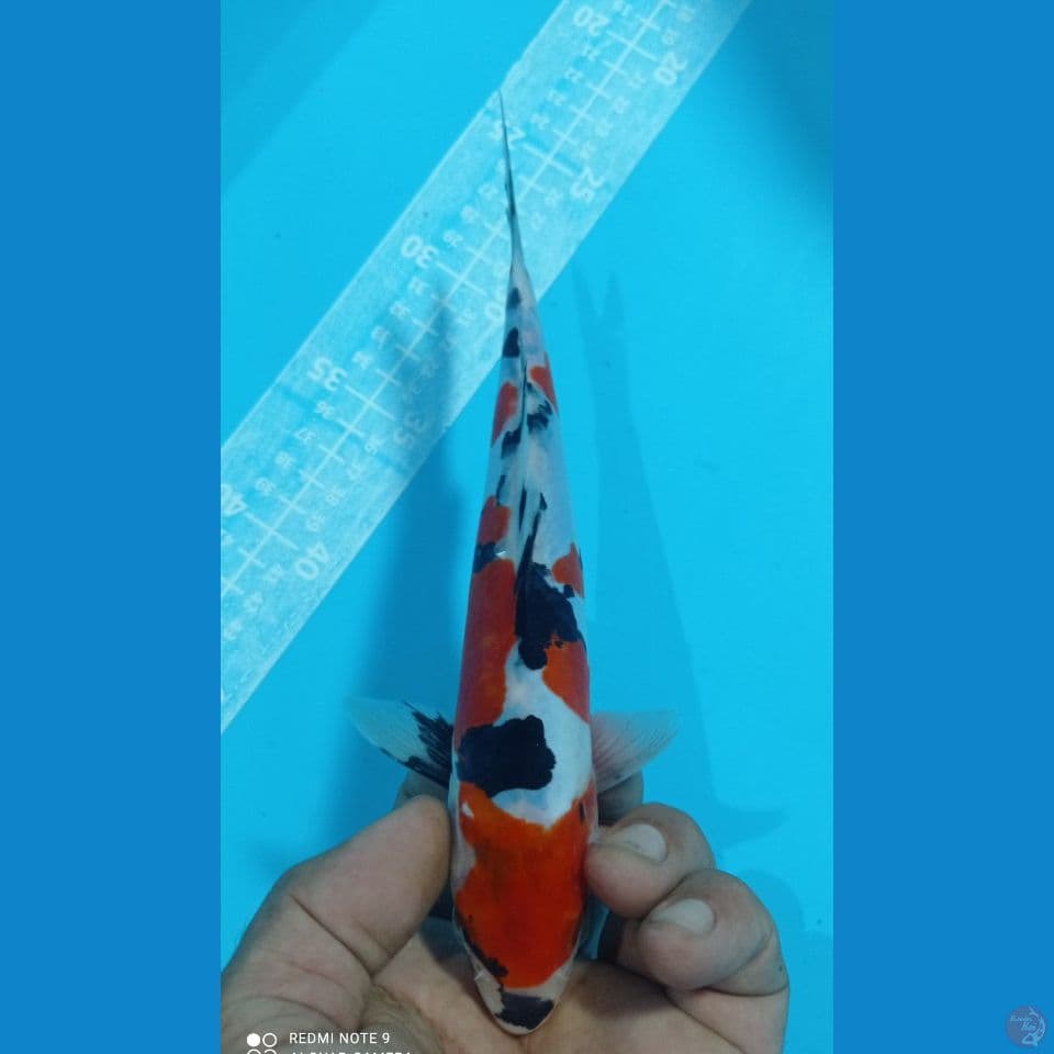 showa doitsu 24cm