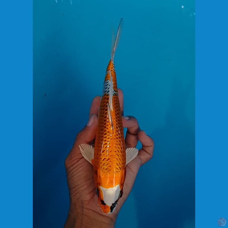 KUJAKU SIZE : 21 CM.M