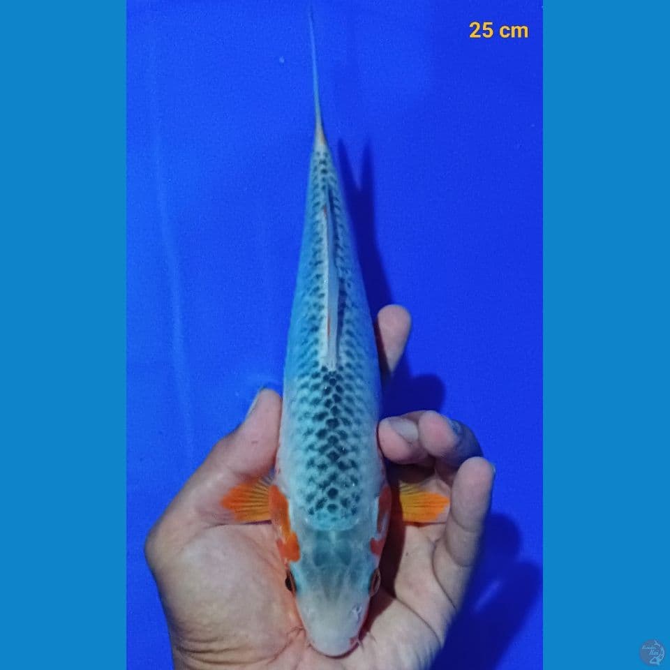 asagi 25 cm