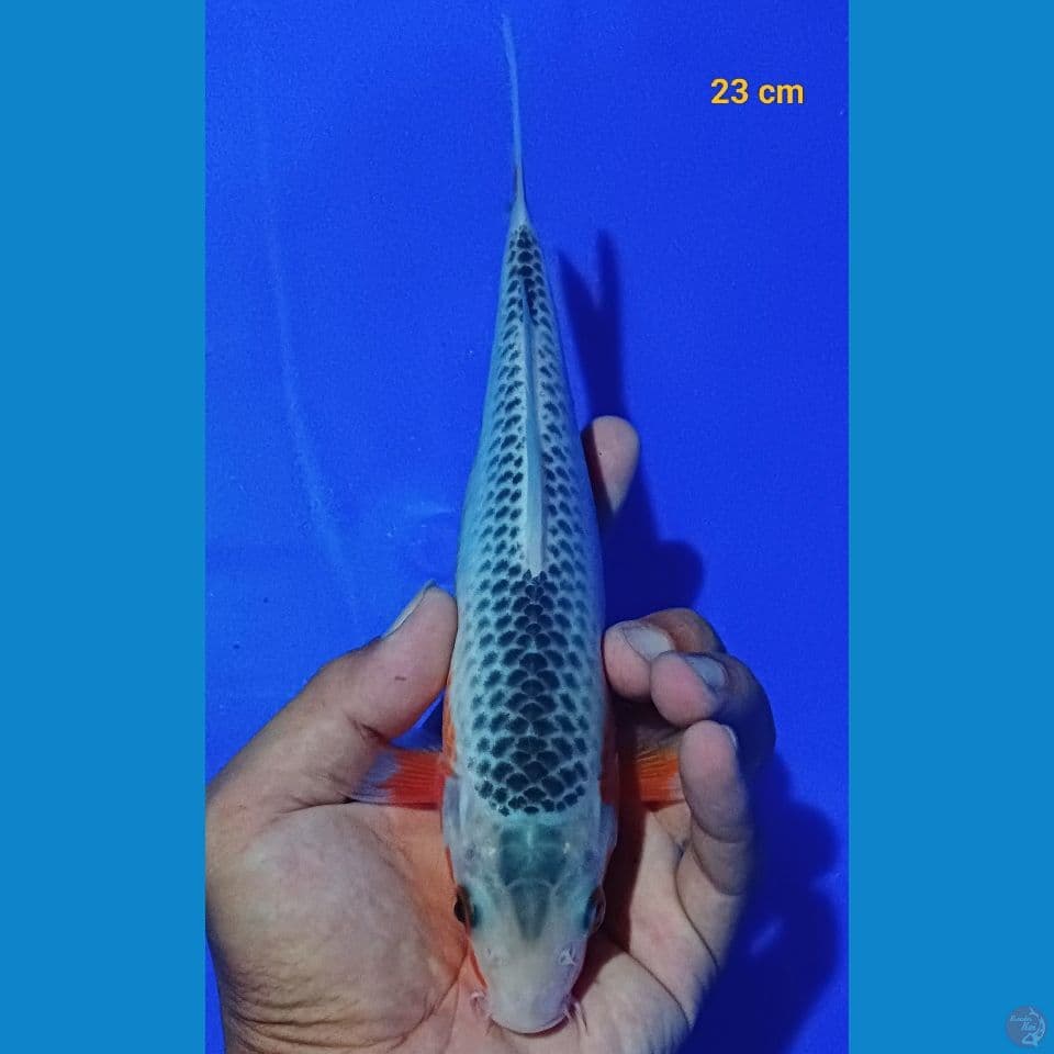 asagi 23 cm