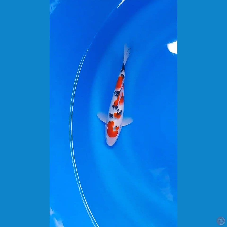 20cm Tategoi