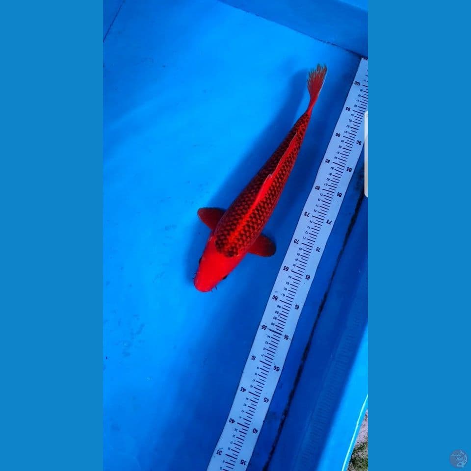 AKAMATSUBA JANTAN (40 CM)