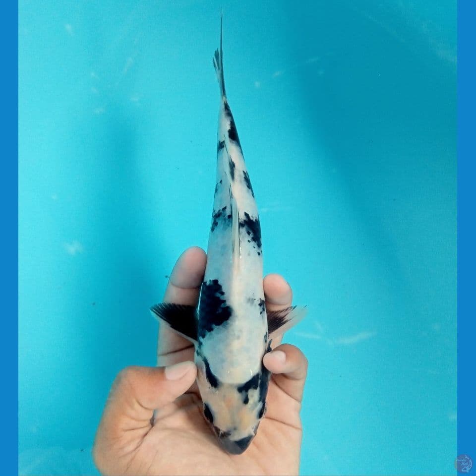 HITAM PUTIH 23CM