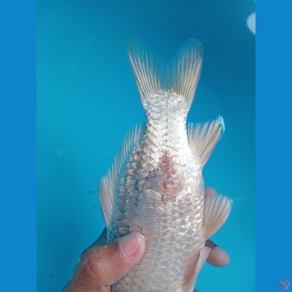 GIN MATSUBA KEPALA BERSIH 23CM