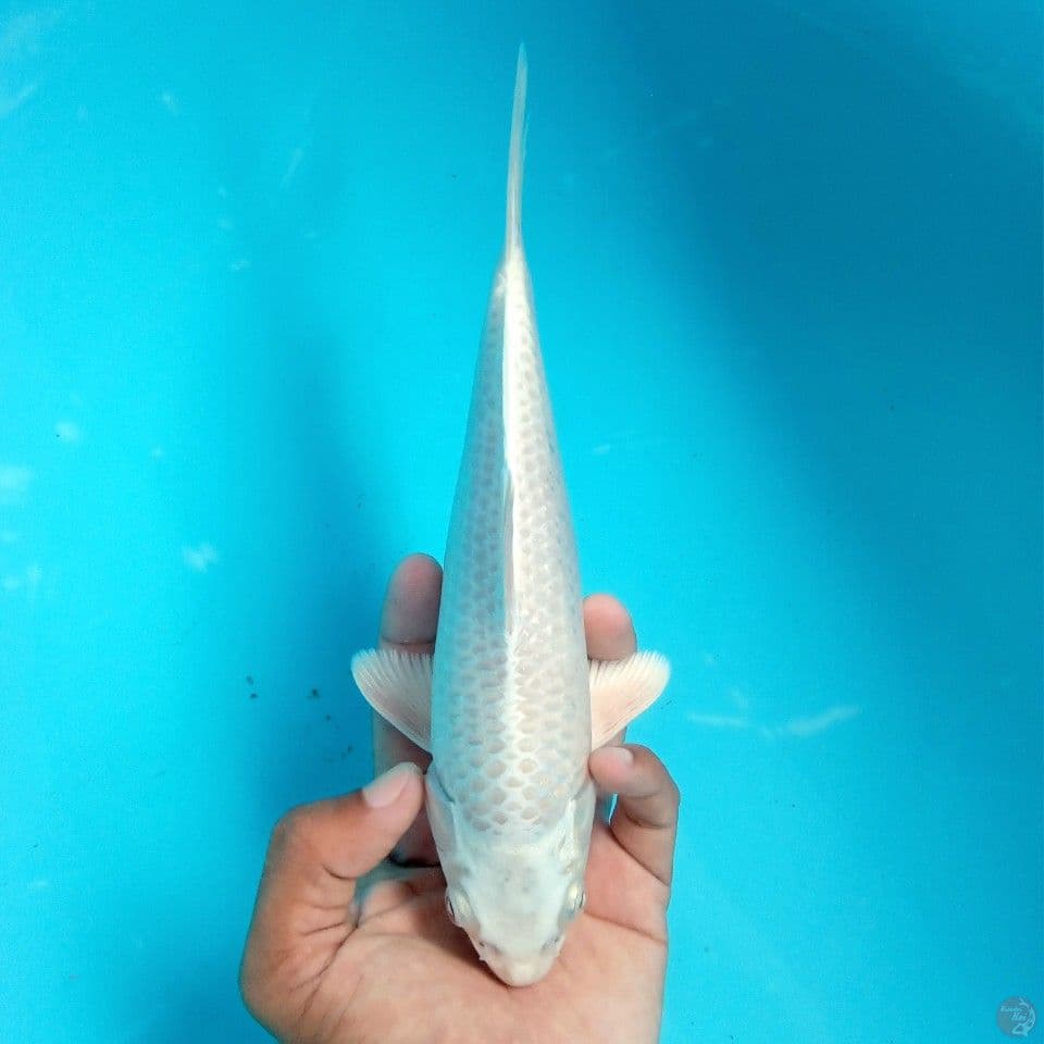 PLATINUM SUPER WHITE BODY OKE 23CM