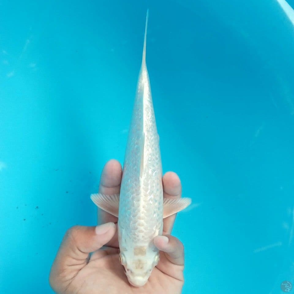PLATINUM GINRIN HALUS 22CM