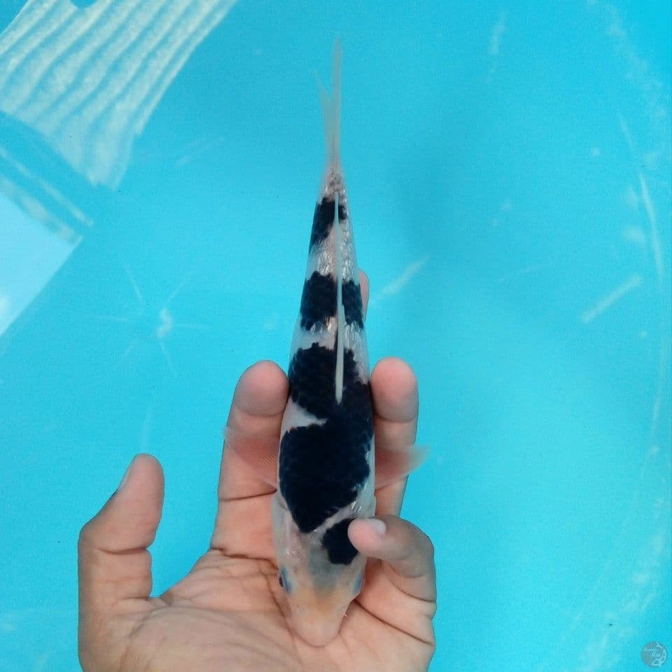 BUDO GOROMO GINRIN ORI 20CM
