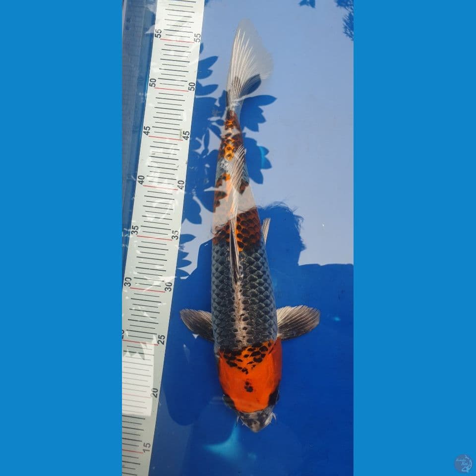 kujaku 36cm