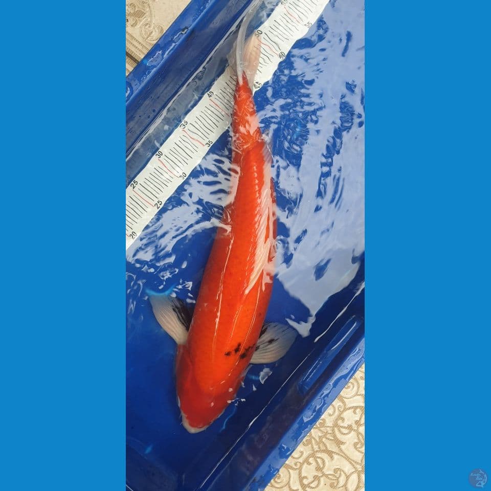 sanke 53cm