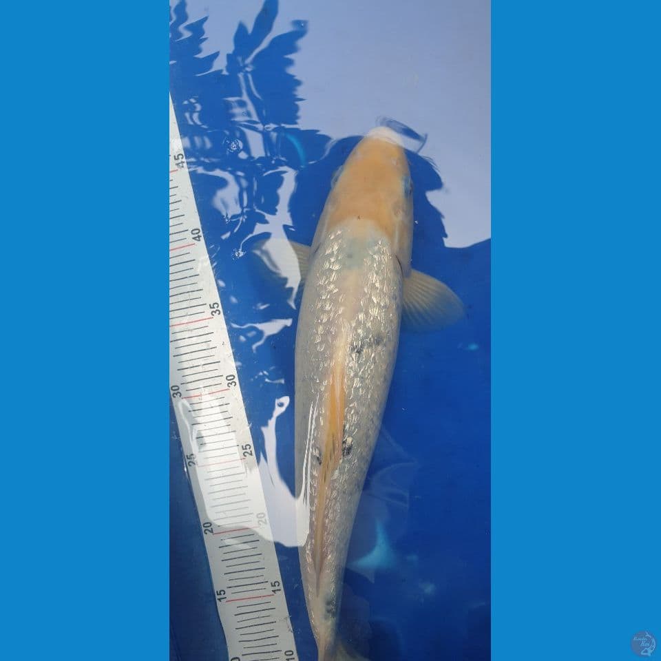 ginrin bekko 38cm - male tategoi