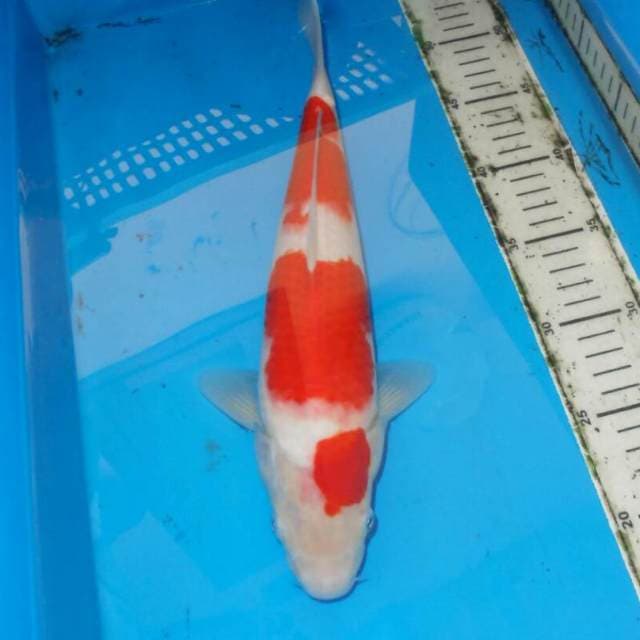 F1 KOHAKU MERONA 3STEP