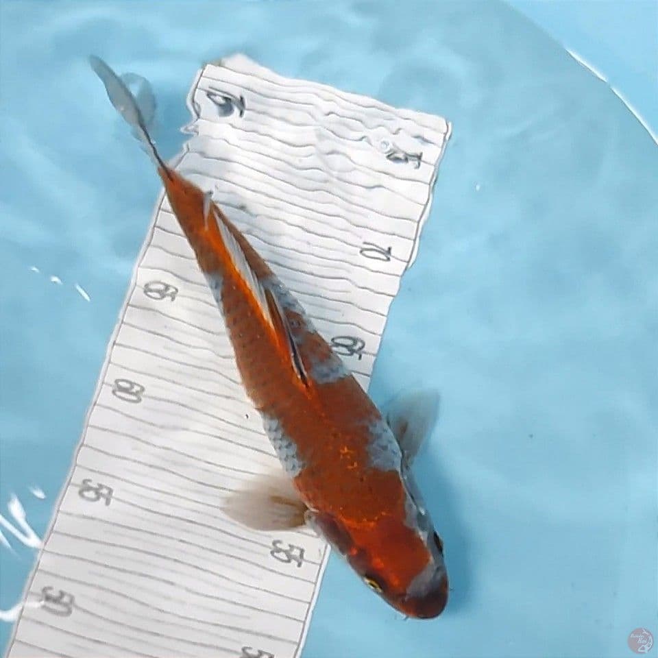 30cm