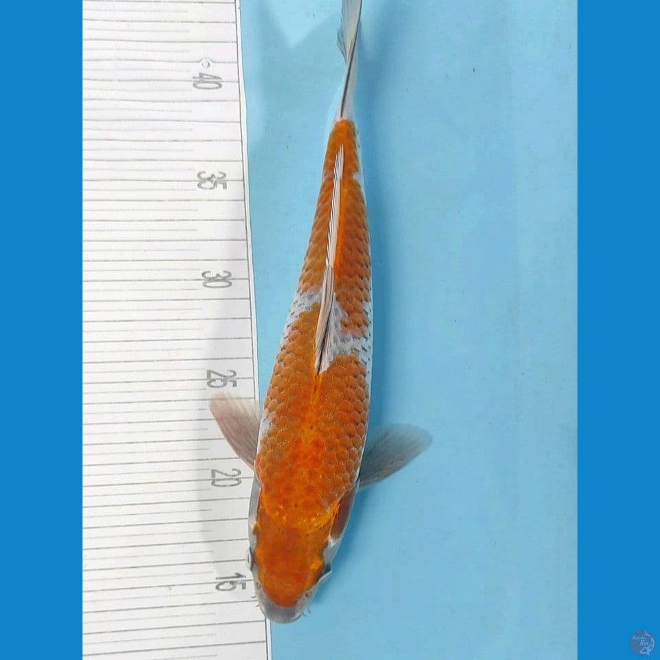 33cm