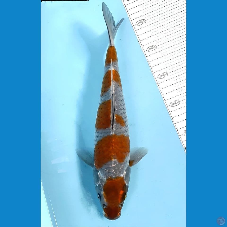 34cm
