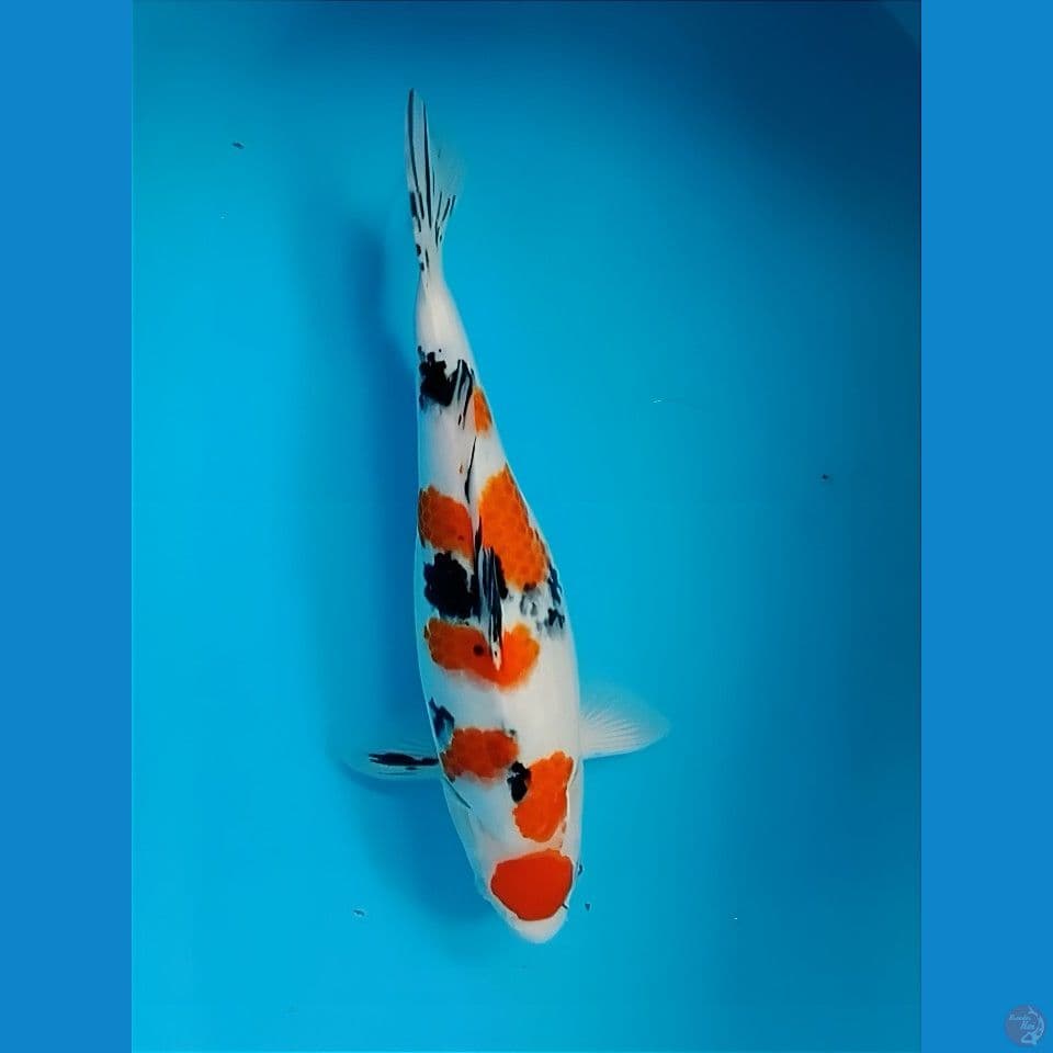 Maruten 35cm