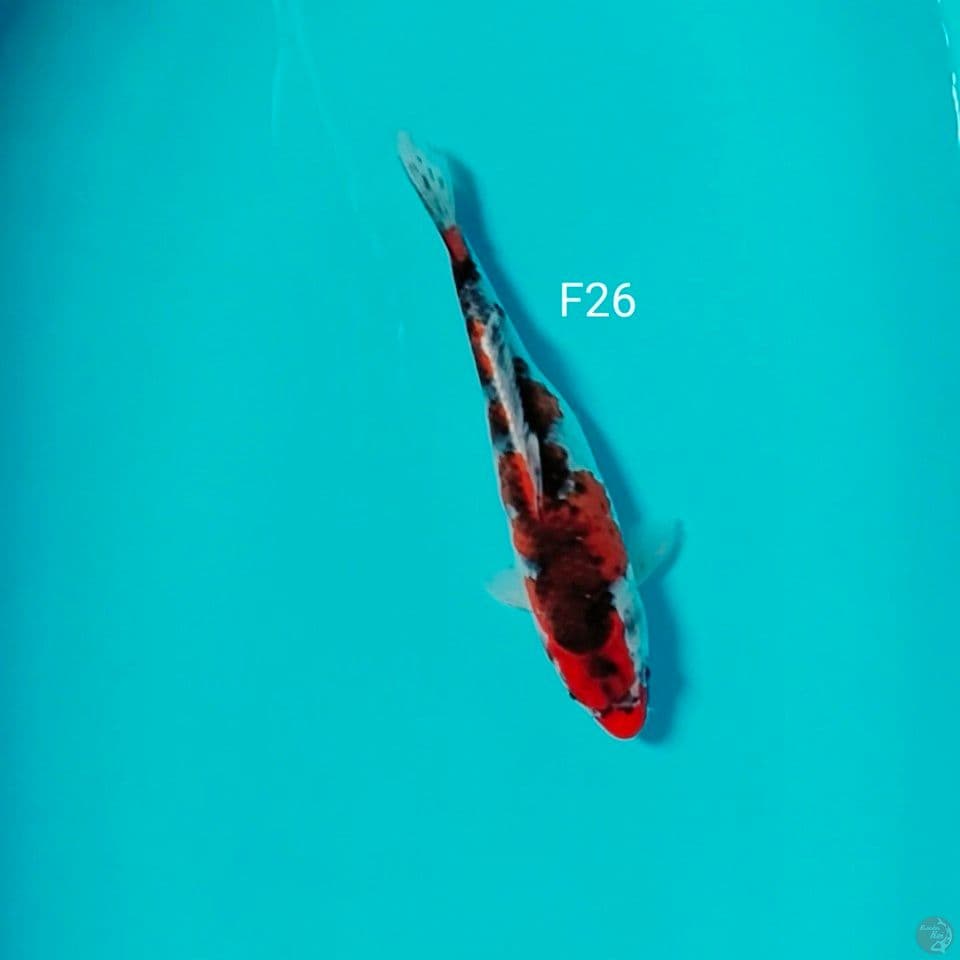 gosiki 26cm