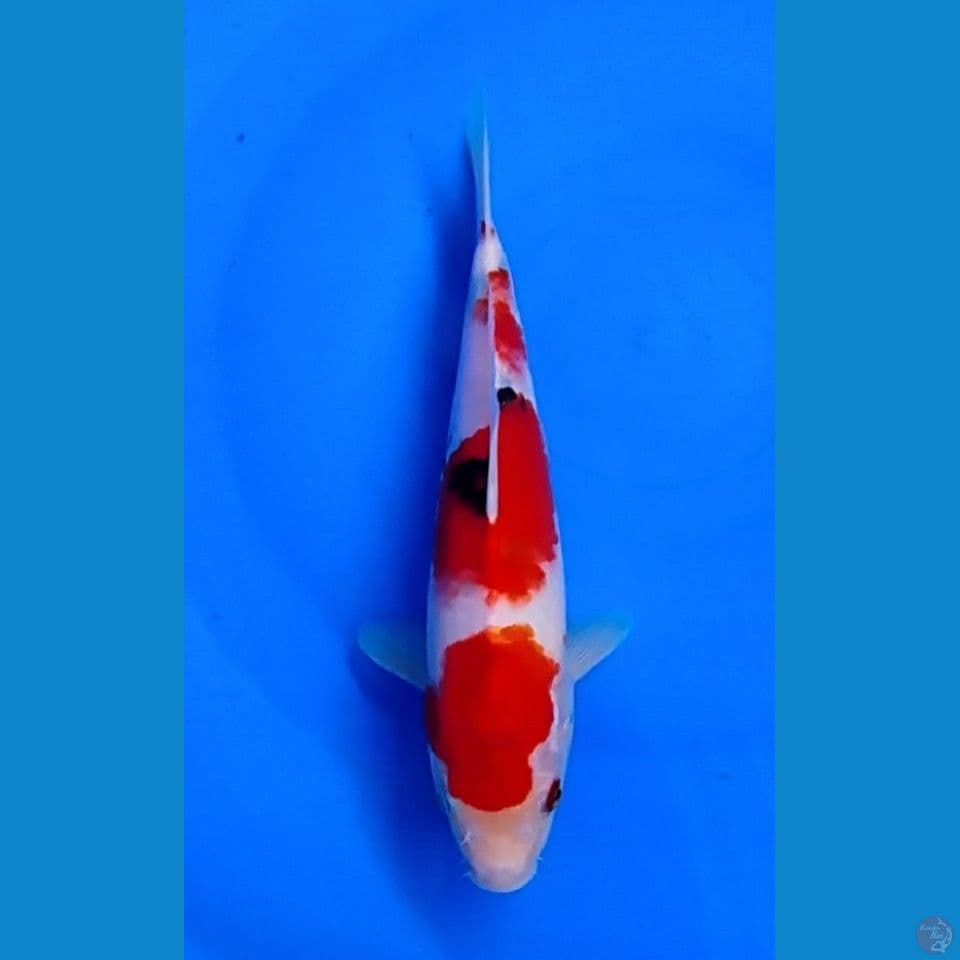 SANKE 25 CM