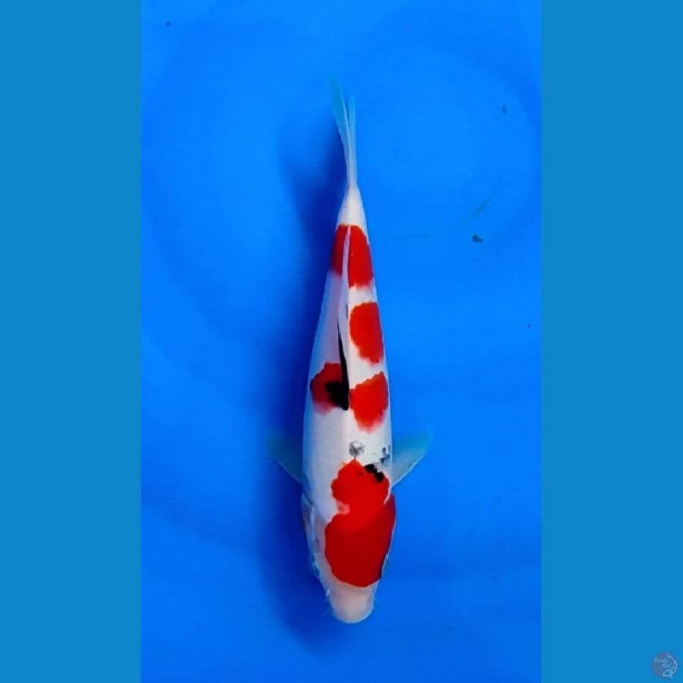 SANke 25cm