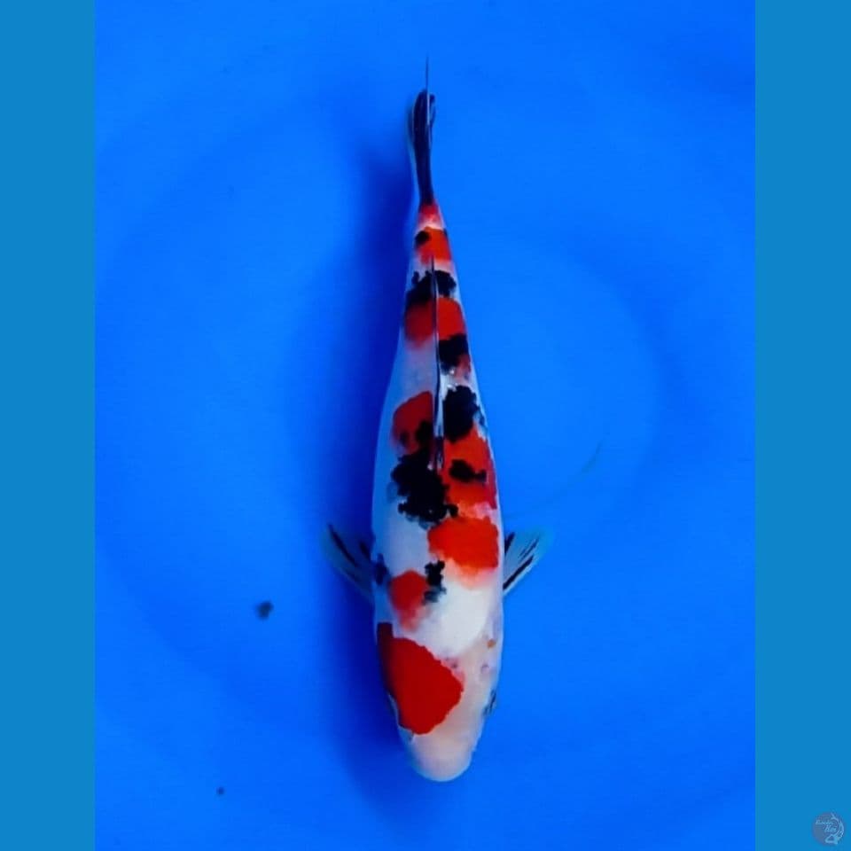 SANKE 25CM BU