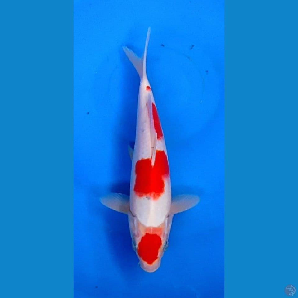 SANKE 25CM