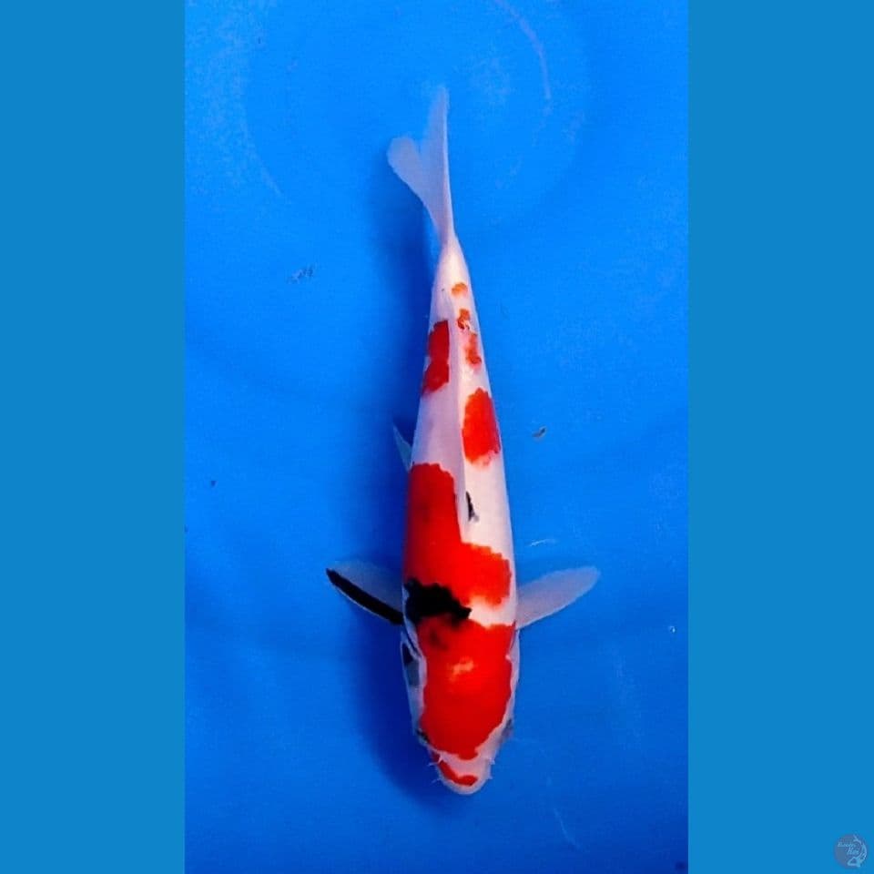 SANKE 25CM