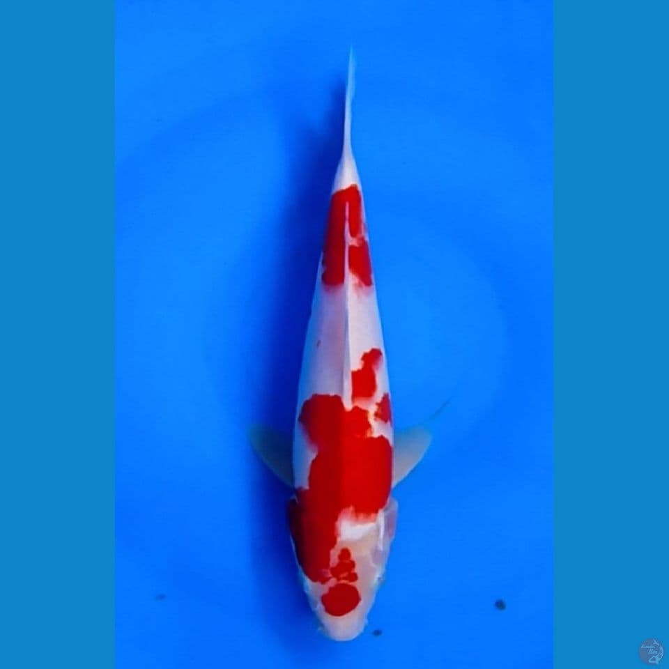 KOHAKU 25CM