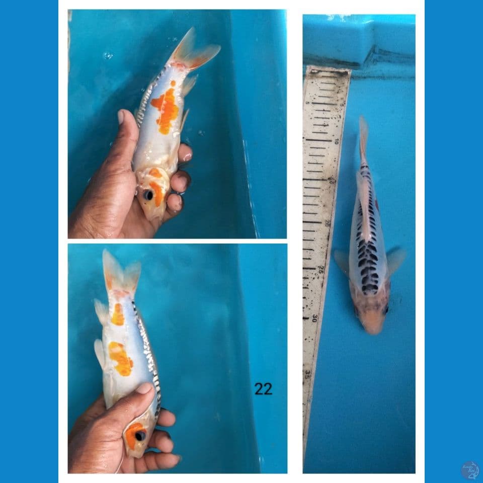 shusui 22cm