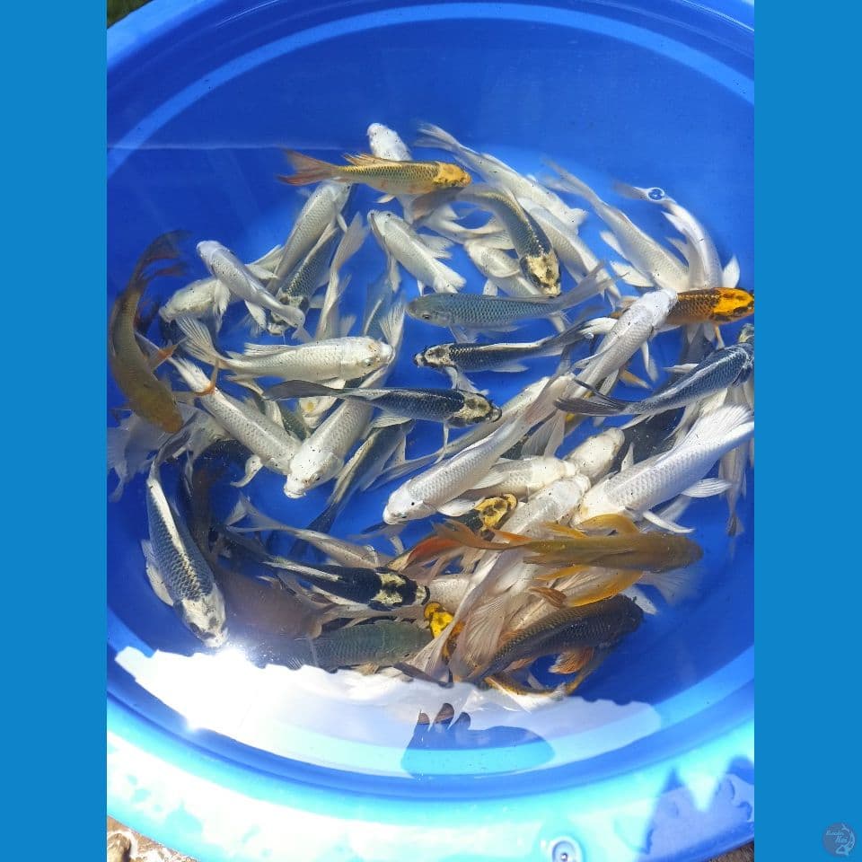 kumpay mix cagoi kabuto platinum sz 16-20