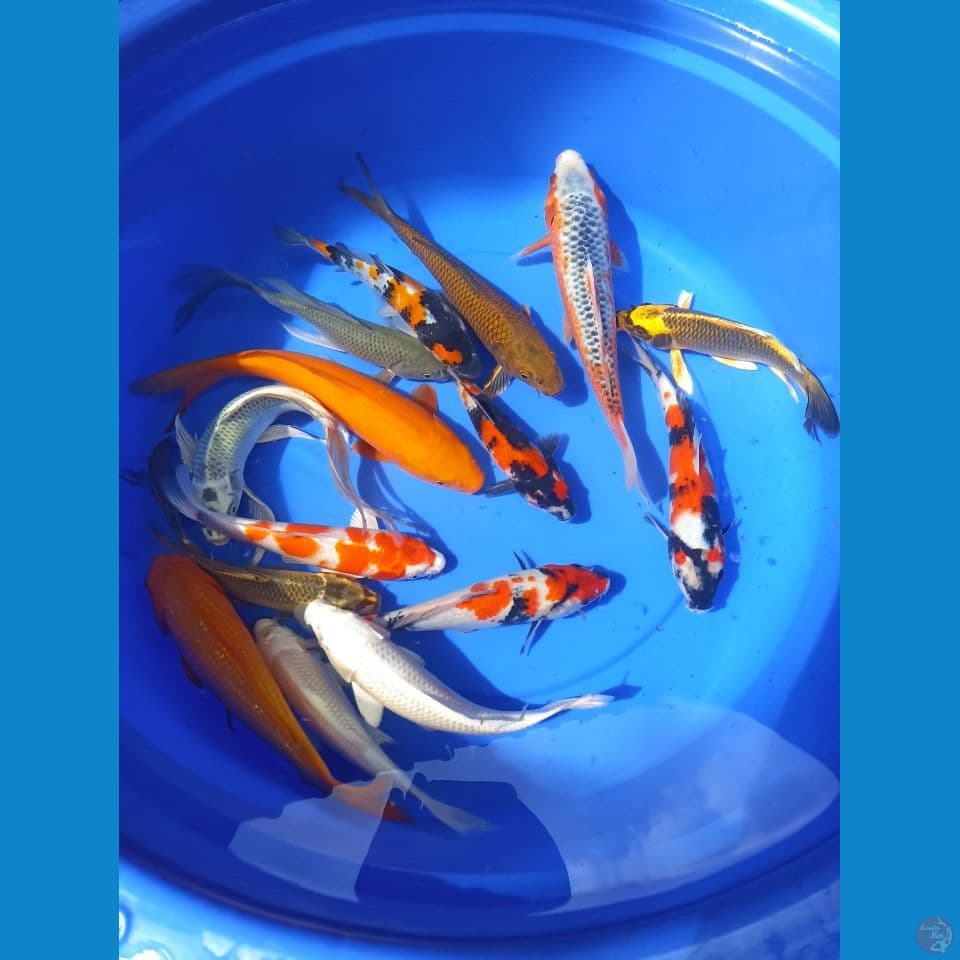 paket mix siap masuk kolam sz 20-28
