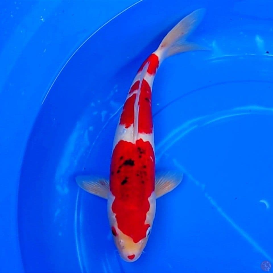 KOROMO SANKE HQ 40cm | Male™