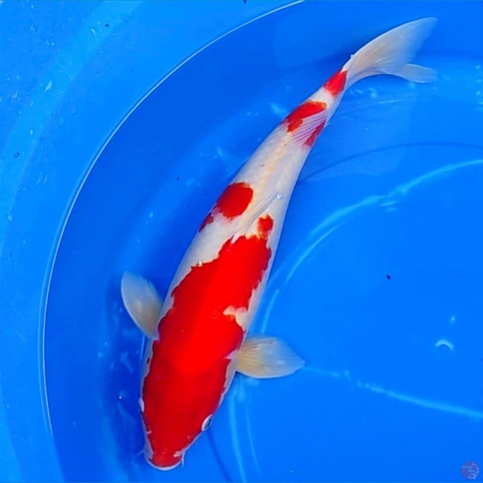 KOHAKU 48cm | Female™